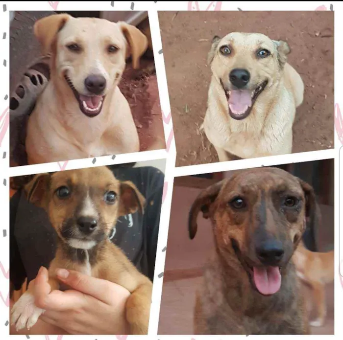 Cachorro raça Srd idade 2 a 6 meses nome Cachorro