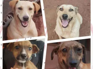 Cachorro raça Srd idade 2 a 6 meses nome Cachorro