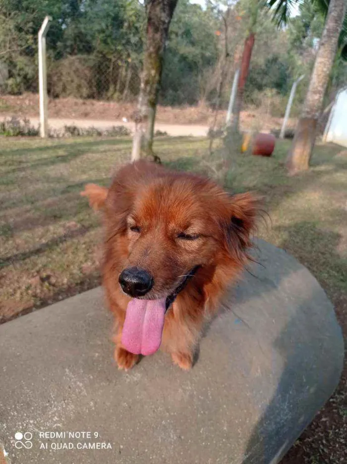 Cachorro ra a sem raça definida idade 5 anos nome Wood