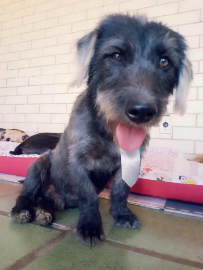 Cachorro ra a SRD idade 3 anos nome Bizuco