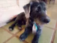 Bizuco