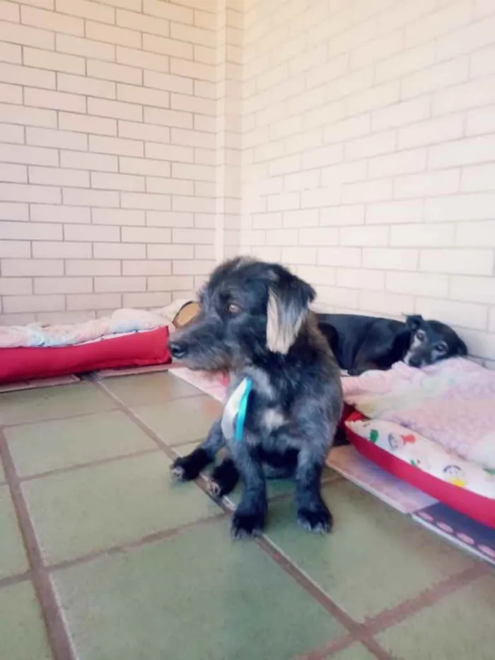 Cachorro ra a SRD idade 3 anos nome Bizuco
