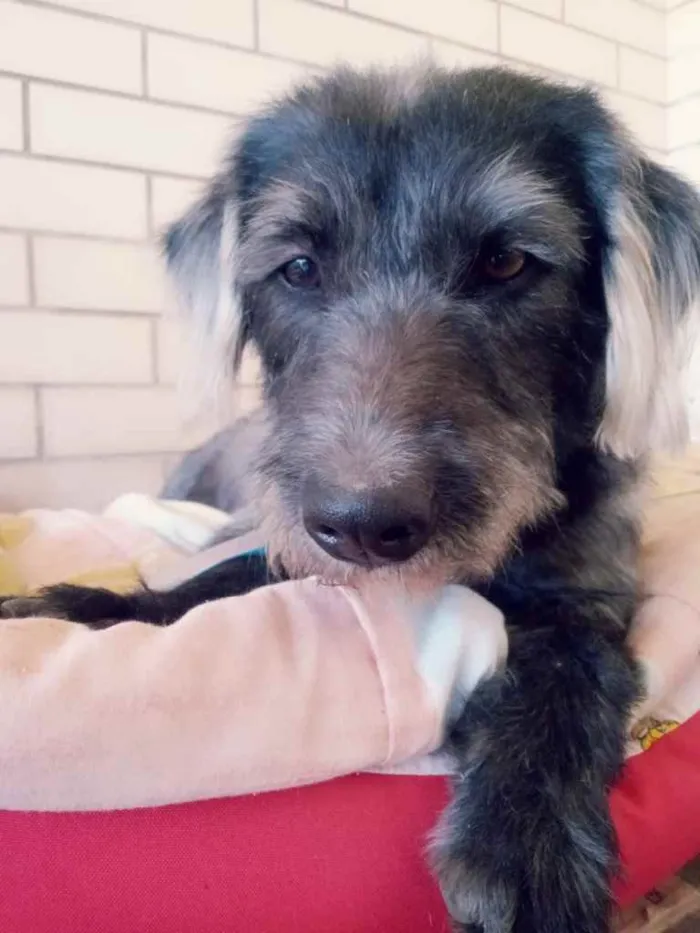 Cachorro ra a SRD idade 3 anos nome Bizuco