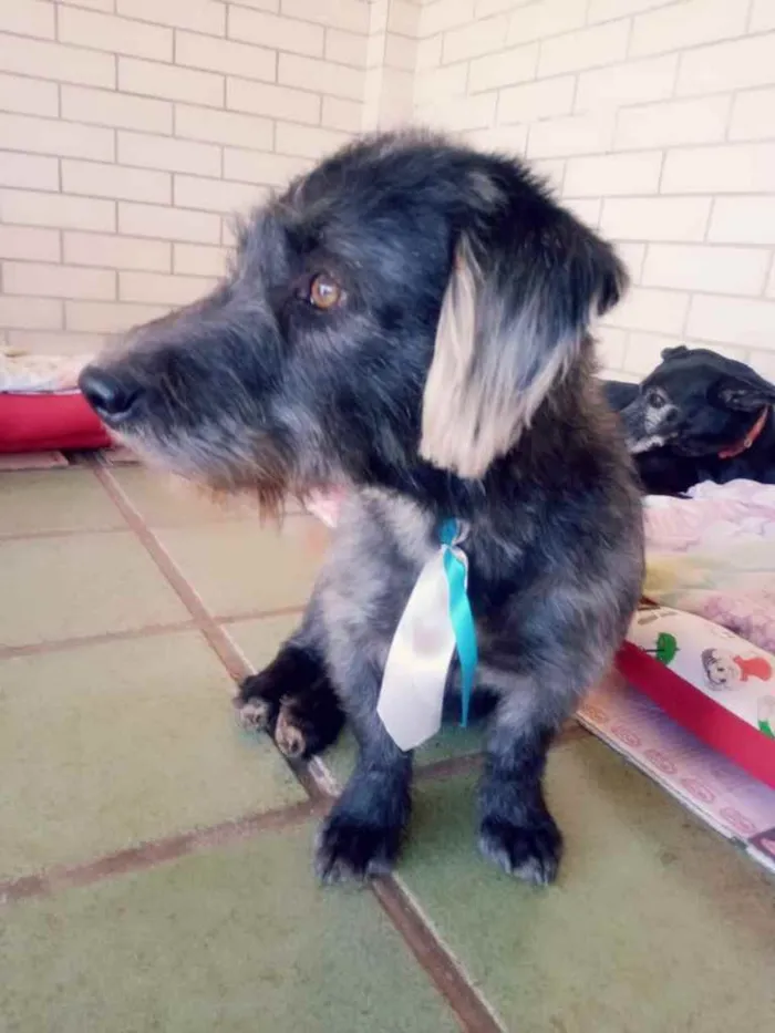 Cachorro ra a SRD idade 3 anos nome Bizuco