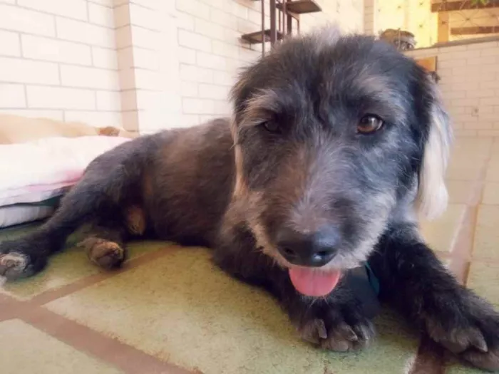 Cachorro ra a SRD idade 3 anos nome Bizuco