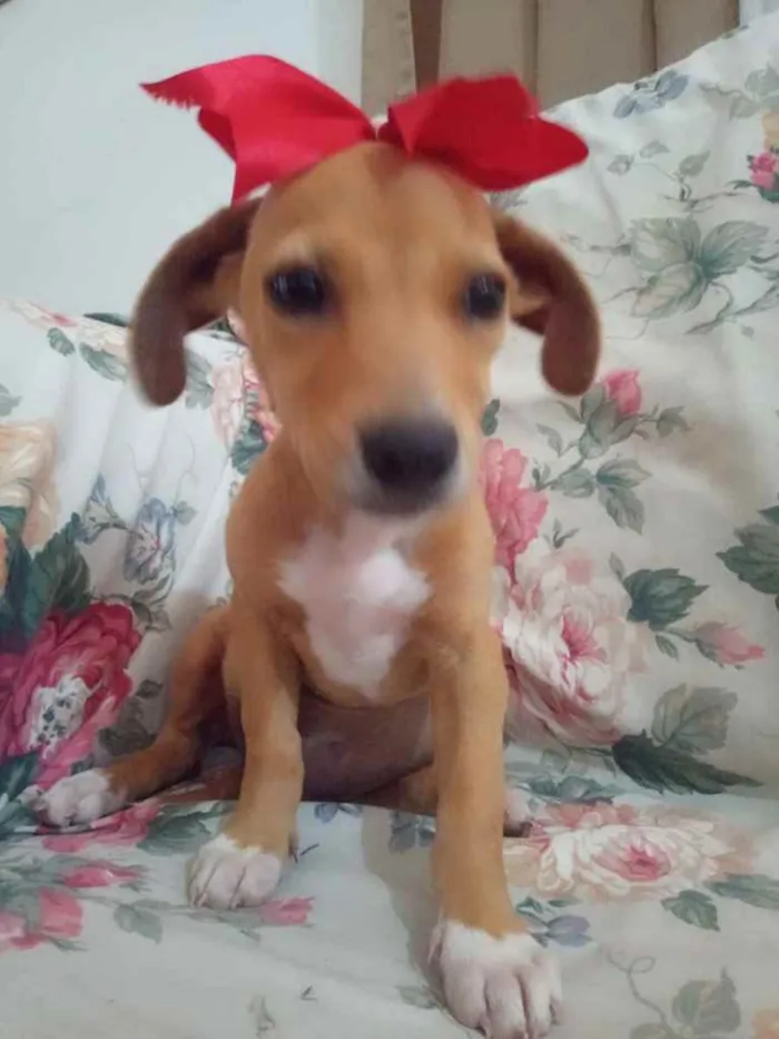 Cachorro ra a Mestiça idade 2 a 6 meses nome Maria