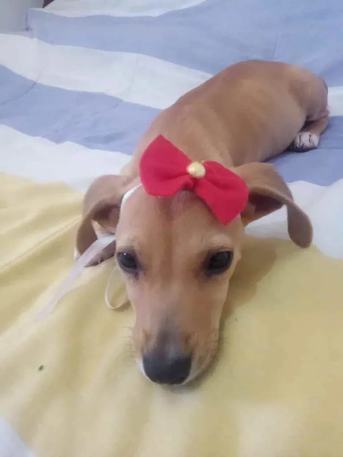 Cachorro ra a Mestiça idade 2 a 6 meses nome Maria
