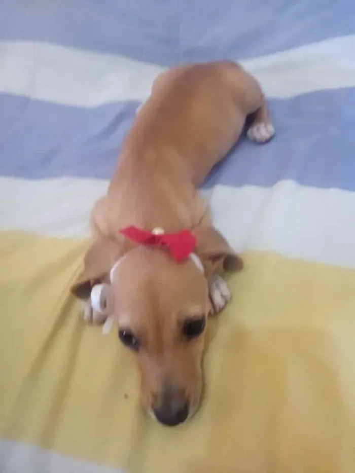 Cachorro ra a Mestiça idade 2 a 6 meses nome Maria
