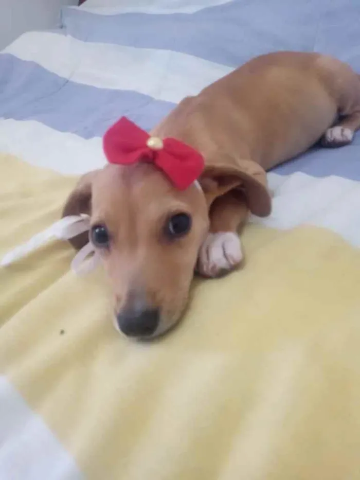 Cachorro ra a Mestiça idade 2 a 6 meses nome Maria