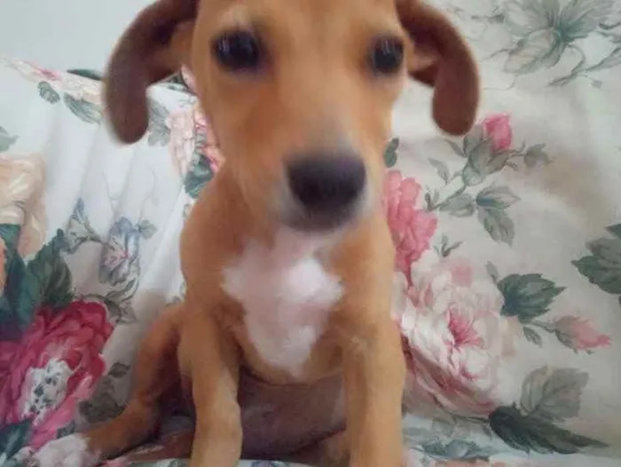 Cachorro ra a Mestiça idade 2 a 6 meses nome Maria