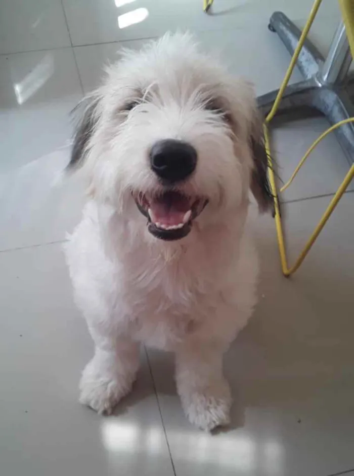 Cachorro ra a Srd idade 1 ano nome Bailey