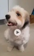 Bailey