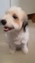 Bailey