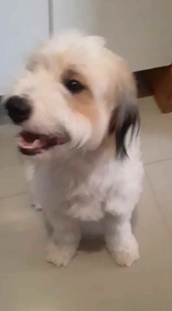 Cachorro ra a Srd idade 1 ano nome Bailey