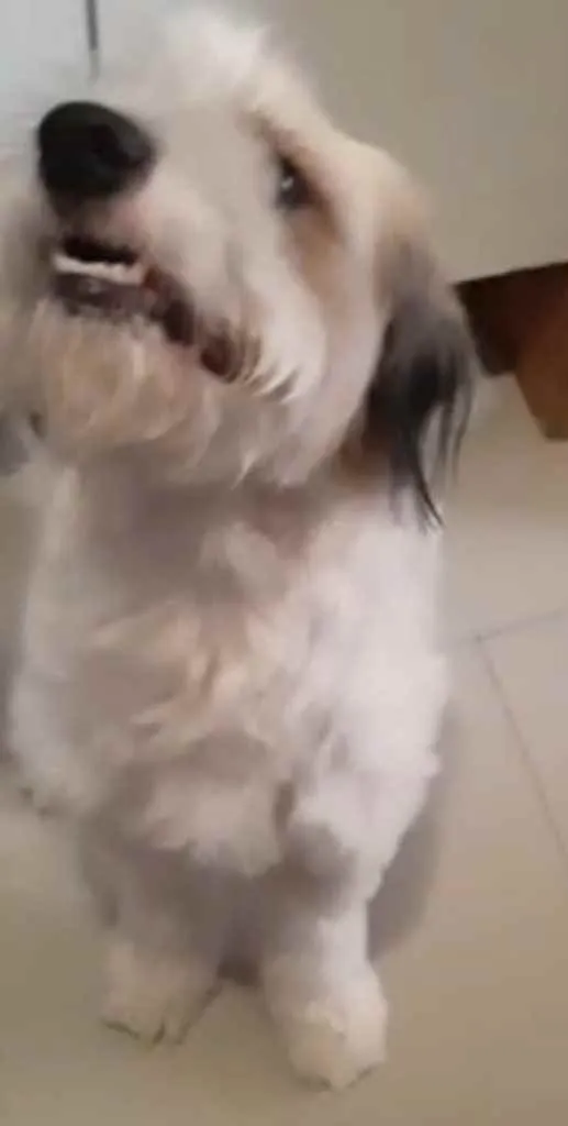 Cachorro ra a Srd idade 1 ano nome Bailey