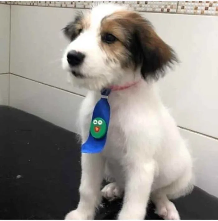 Cachorro ra a Srd idade 1 ano nome Bailey