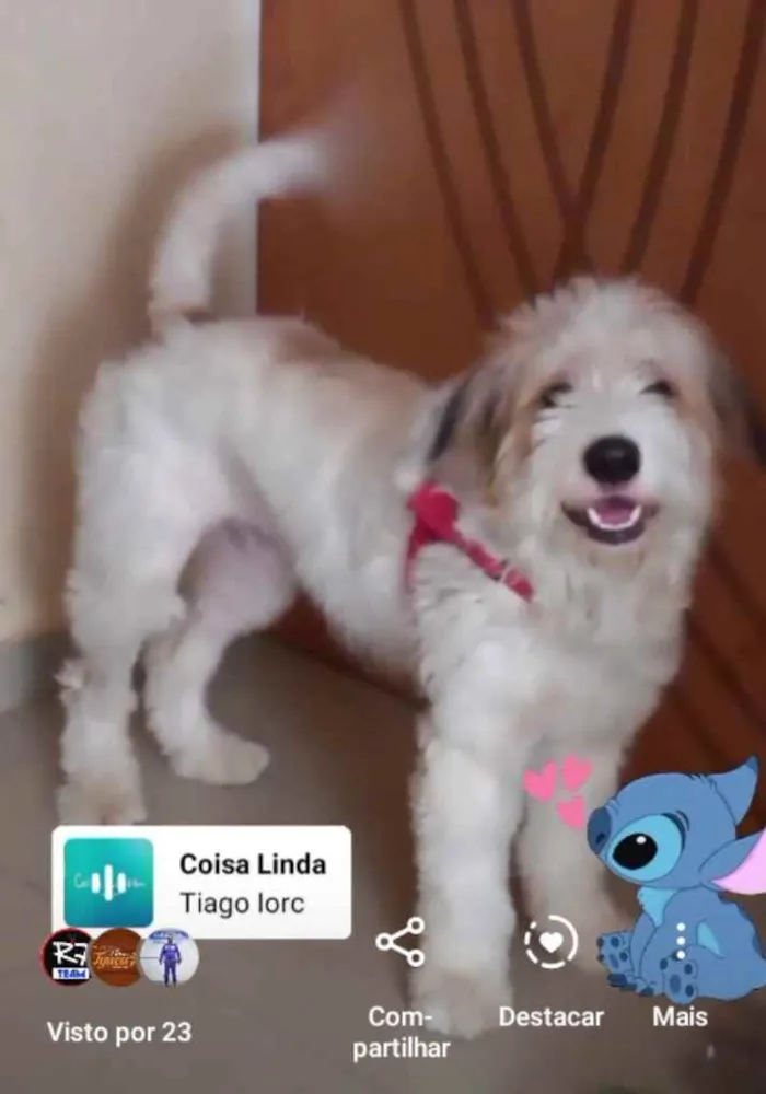 Cachorro ra a Srd idade 1 ano nome Bailey