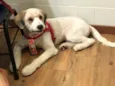 Bailey