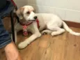Bailey