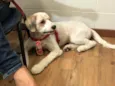 Bailey