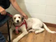 Bailey