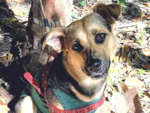 Cachorro raça Srd idade 1 ano nome Bela