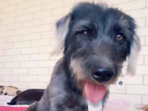 Cachorro raça SRD idade 3 anos nome Bizuco