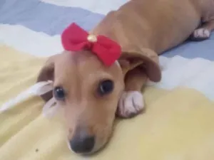 Cachorro raça Mestiça idade 2 a 6 meses nome Maria