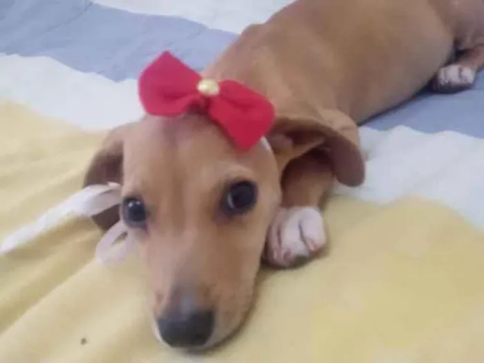 Cachorro ra a Mestiça idade 2 a 6 meses nome Maria