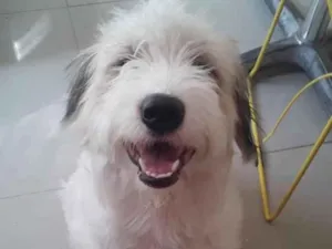 Cachorro raça Srd idade 1 ano nome Bailey