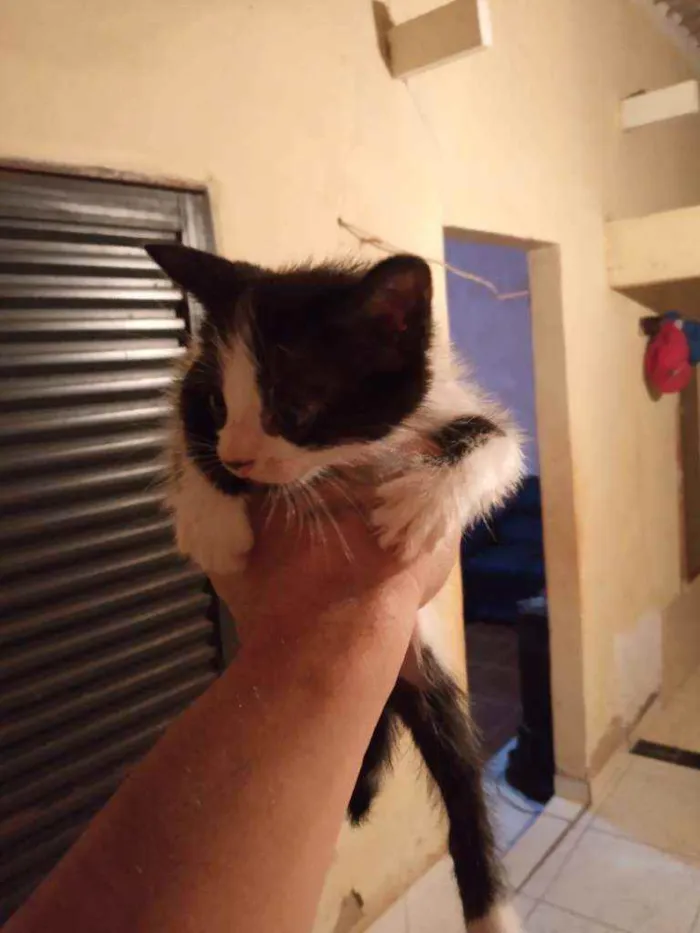 Gato raça Indefinido  idade 2 a 6 meses nome Ze,pretinho,bola,bra