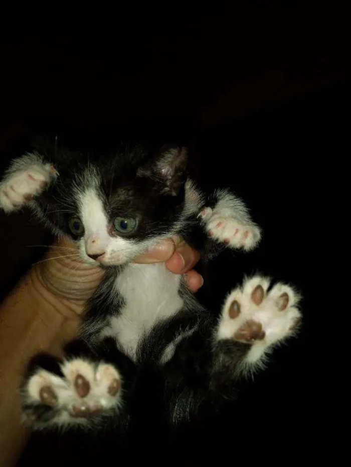 Gato raça Indefinido  idade 2 a 6 meses nome Ze,pretinho,bola,bra