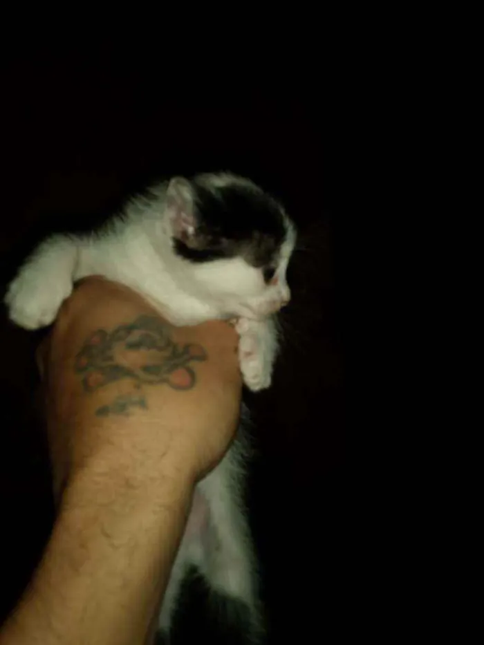 Gato raça Indefinido  idade 2 a 6 meses nome Ze,pretinho,bola,bra
