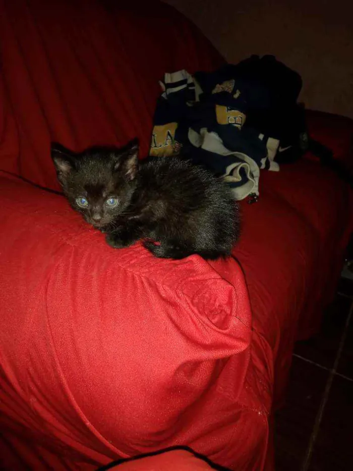 Gato raça Indefinido  idade 2 a 6 meses nome Ze,pretinho,bola,bra