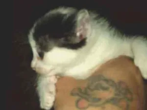 Gato raça Indefinido  idade 2 a 6 meses nome Ze,pretinho,bola,bra