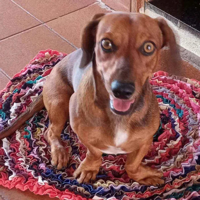 Cachorro ra a Dachshund ou Salchinha idade 1 ano nome Milo