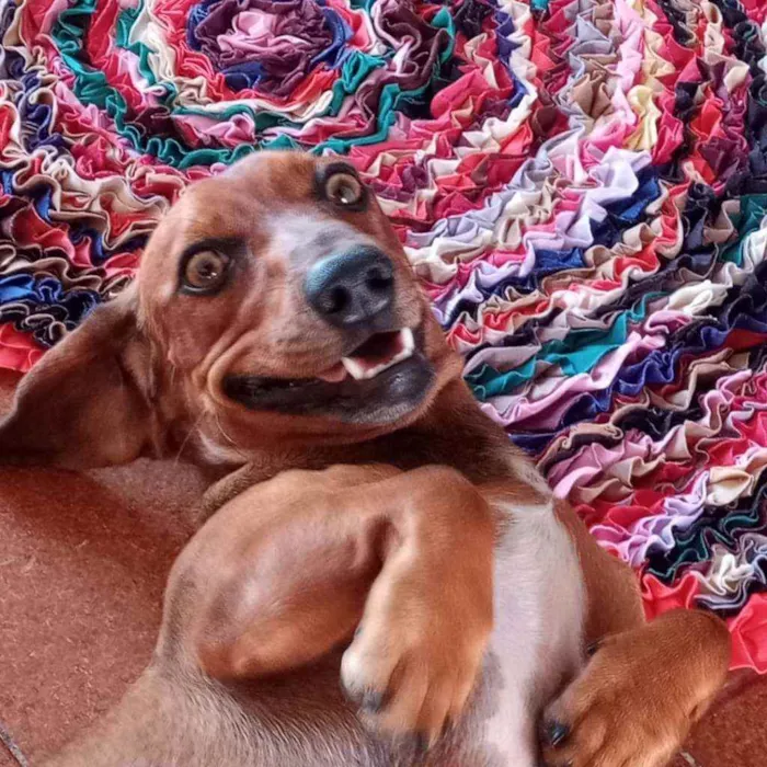 Cachorro ra a Dachshund ou Salchinha idade 1 ano nome Milo
