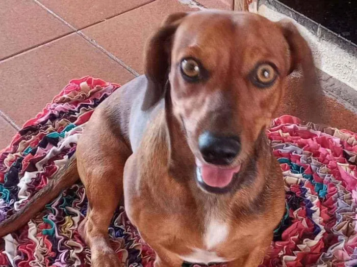 Cachorro ra a Dachshund ou Salchinha idade 1 ano nome Milo