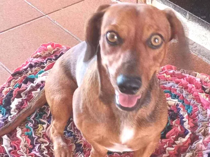 Cachorro ra a Dachshund ou Salchinha idade 1 ano nome Milo