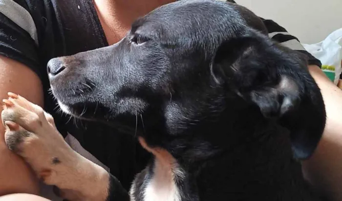 Cachorro ra a Sem raça  idade 7 a 11 meses nome Pingo 