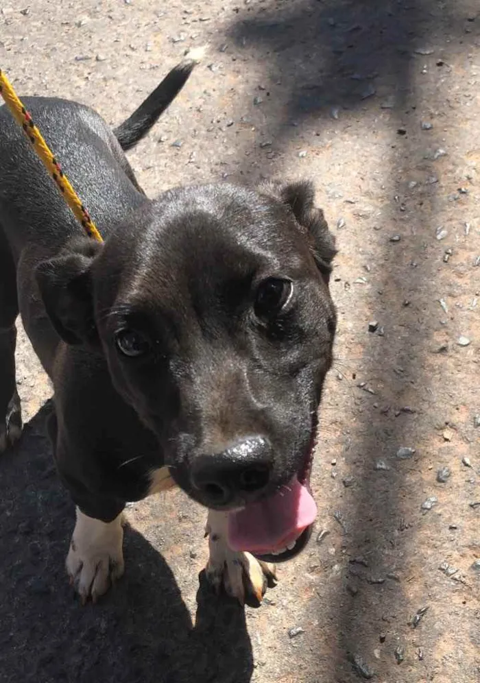 Cachorro ra a Sem raça  idade 7 a 11 meses nome Pingo 