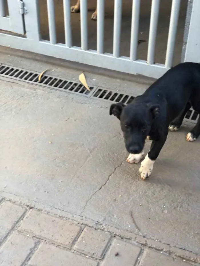 Cachorro ra a Sem raça  idade 7 a 11 meses nome Pingo 