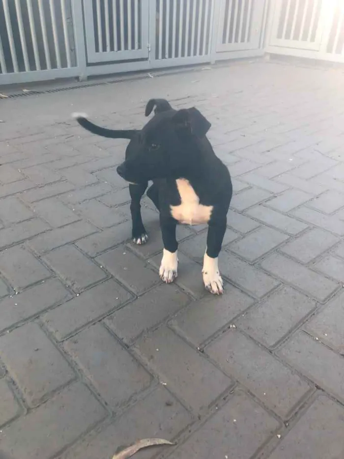Cachorro ra a Sem raça  idade 7 a 11 meses nome Pingo 