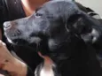Pingo