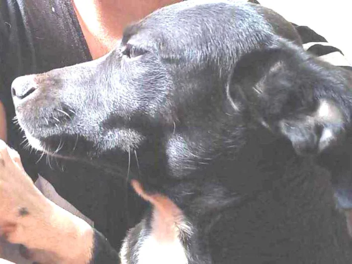 Cachorro ra a Sem raça  idade 7 a 11 meses nome Pingo 