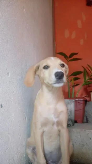 Cachorro ra a Vira lata raciado. idade 7 a 11 meses nome Nala
