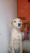 Nala