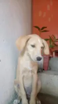 Nala