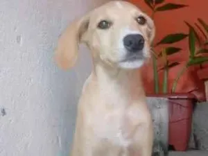 Cachorro raça Vira lata raciado. idade 7 a 11 meses nome Nala
