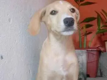 Cachorro ra a Vira lata raciado. idade 7 a 11 meses nome Nala